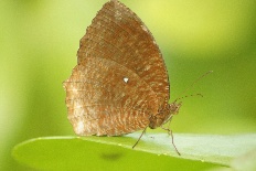 Prolimacodes badia - Gemeiner Palmenschmetterling (Common Palmfly)